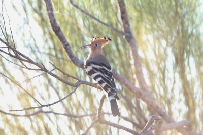 Hop - Eurasian hoopoe - Upupa epops