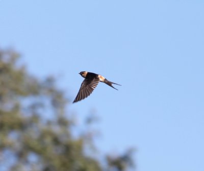 Roodstuitzwaluw - Red-rumped swallow - Cecropis daurica