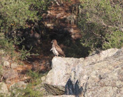 Dwergarend  - Booted eagle - Hieraaetus pennatus