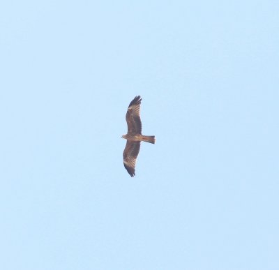 Rode wouw - Red kite - Milvus milvus
