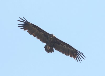 Monniksgier - Cinereous vulture - Aegypius monachus