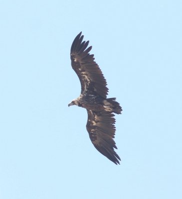 Monniksgier - Cinereous vulture - Aegypius monachus