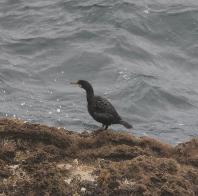 kuifaalscholver - European shag - Phalacrocorax aristotelis