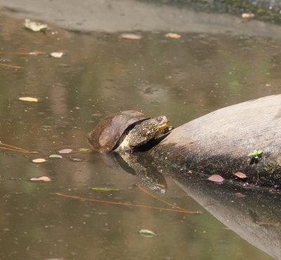 Europese moerasschildpad - European pond turtle - Emys orbicularis