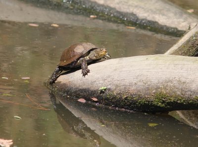Europese moerasschildpad - European pond turtle - Emys orbicularis