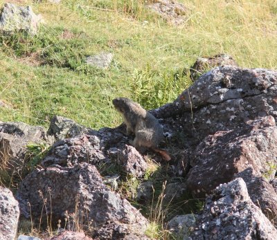 Alpen maramot - Alpine marmot - Marmota marmota