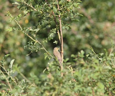 Orpheusspotvogel - Melodious warbler - Hippolais polyglotta