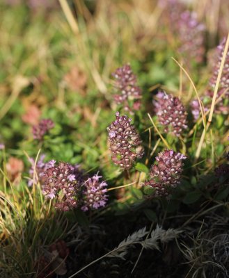 Grote tijm - Broad-leaved thyme - Thymmus pulegioides 