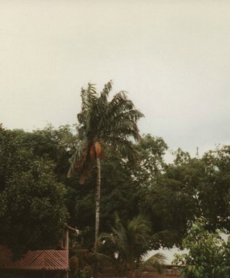 Pinapalm , aa palm , Euterpe oleracea.