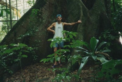 Wortels van de kapokboom , Ceiba pentandra
