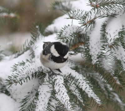 Zwarte mees - Coal tit - Periparus ater