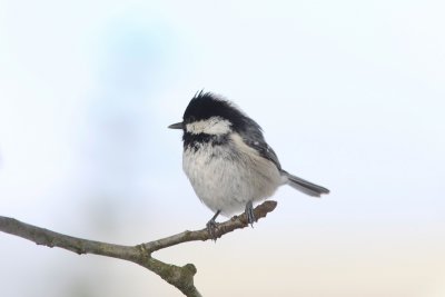 Zwarte mees - Coal tit - Periparus ater