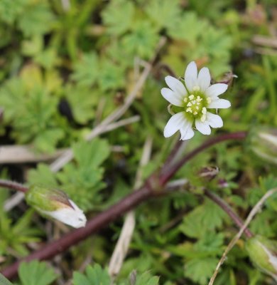 Gewone hoornbloem - Common mouse-ear - Cerastium fontanum