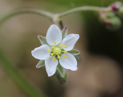 Gewone spurrie - Spergula arvensis