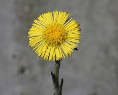 Klein hoefblad - Coltsfoot - Tussilago farfara 