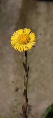Klein hoefblad - Coltsfoot - Tussilago farfara 