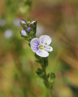 Tijmereprijs - Veronica serpyllifolia  