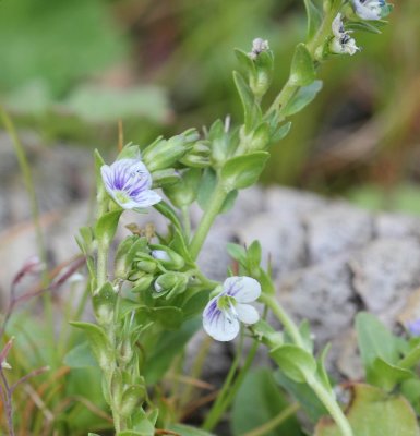 Tijmereprijs - Veronica serpyllifolia  