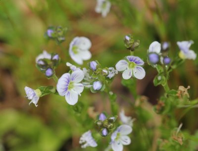Tijmereprijs - Veronica serpyllifolia  