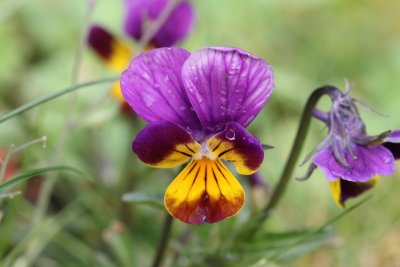 Driekleurig viooltje - Heartsease - Viola tricolor