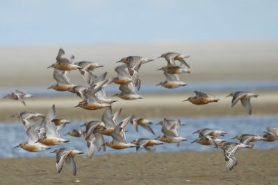 Kanoet - Knot - Caldris canutus