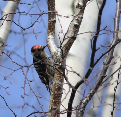 Kleine bonte specht - Lesser spotted woodpecker - Dryobates minor