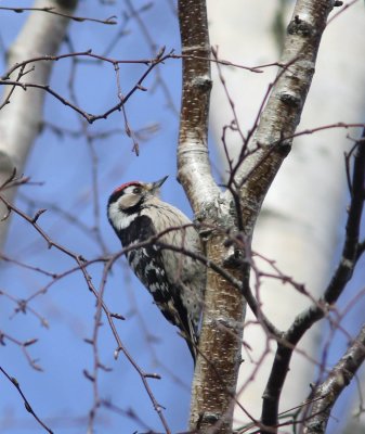 Kleine bonte specht - Lesser spotted woodpecker - Dryobates minor