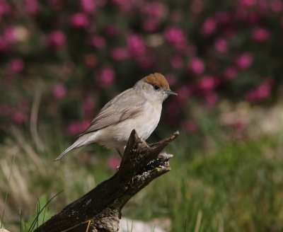 Zwartkop -  Eurasian blackcap  - Sylvia atricapilla