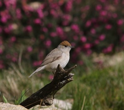 Zwartkop -  Eurasian blackcap  - Sylvia atricapilla