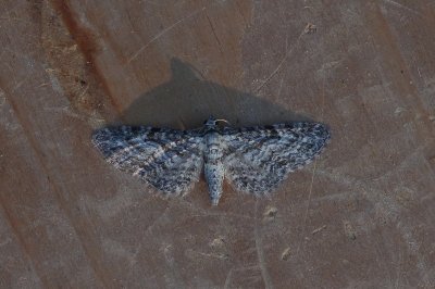 Dwarsbanddwergspanner - Eupithecia subumbrata 