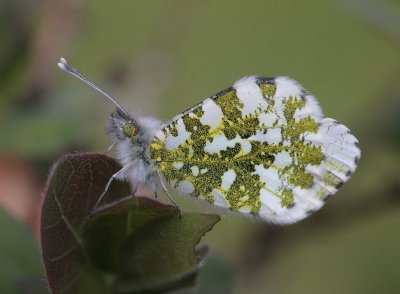 Anthocharis cardamines - Oranjetipje