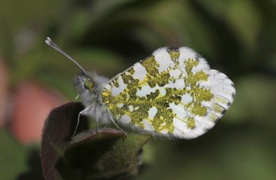 Anthocharis cardamines - Oranjetipje