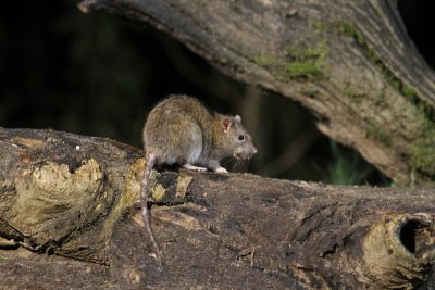 Bruine rat - Brown rat  - Rattus norvegicus