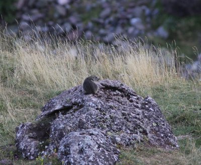 Alpenmaramot - Alpine marmot - Marmota marmota