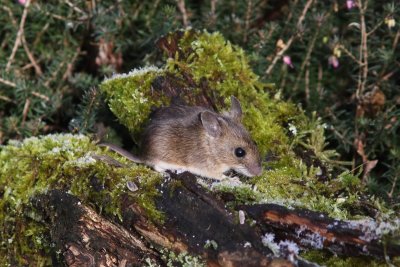 Gewone bosmuis - Wood mouse - Apodemus sylvaticus