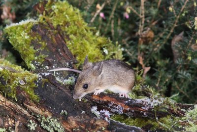 Gewone bosmuis - Wood mouse - Apodemus sylvaticus