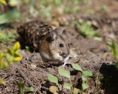 Gewone bosmuis - Wood mouse - Apodemus sylvaticus