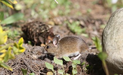 Gewone bosmuis - Wood mouse - Apodemus sylvaticus
