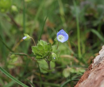 Grote ereprijs , Veronica persica