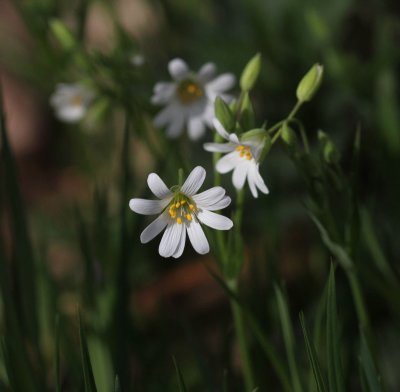 Grote muur - Rabelera - Stellaria holostea 