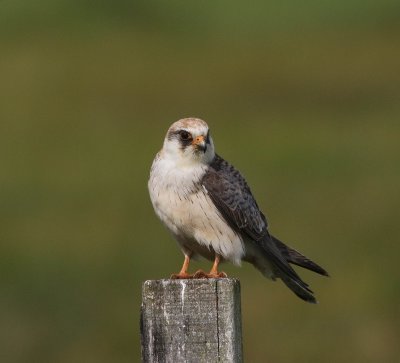 Roodpootvalk - Red-footed falcon - Falco vespertinus