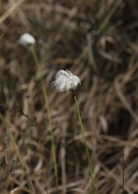 Eenjarig Wollegras - Eriophorum vaginatum