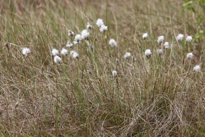 Eenjarig Wollegras - Eriophorum vaginatum