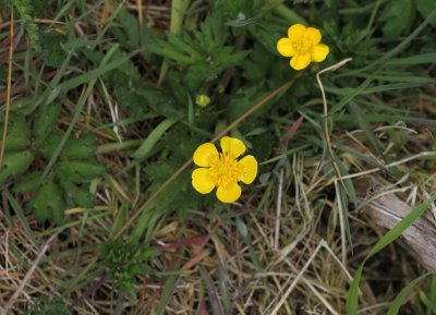 Kruipende boterbloem - Creeping buttercup -  Ranunculus repens