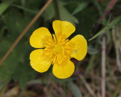 Kruipende boterbloem - Creeping buttercup -  Ranunculus repens