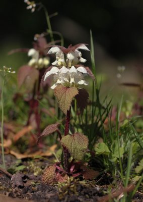 Witte dovenetel - Lamium album