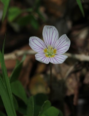 Witte klaverzuring - Common wood sorrel - Oxalis acetosella