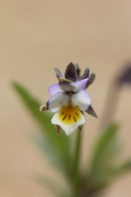 Akkerviooltje - field pansy - Viola arvensis 