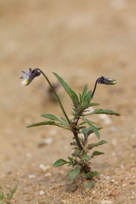 Akkerviooltje - field pansy - Viola arvensis 