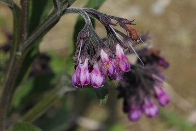 Gewone smeerwortel - Symphytum officinale